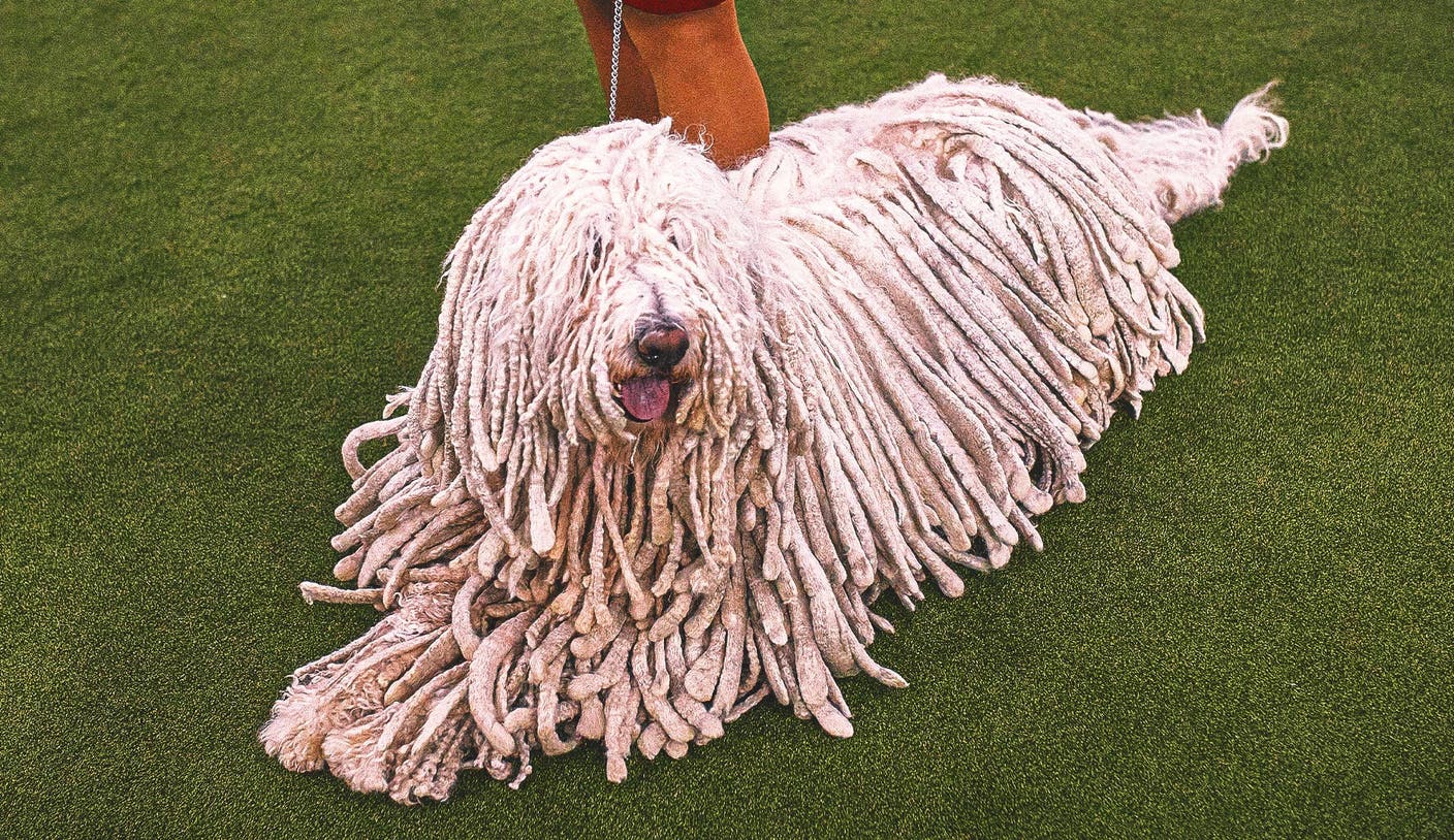 Fun88乐天堂体育平台 - 2026 WKC Dog Show：一次关于冠军之路的深度解析 | Fun88乐天堂